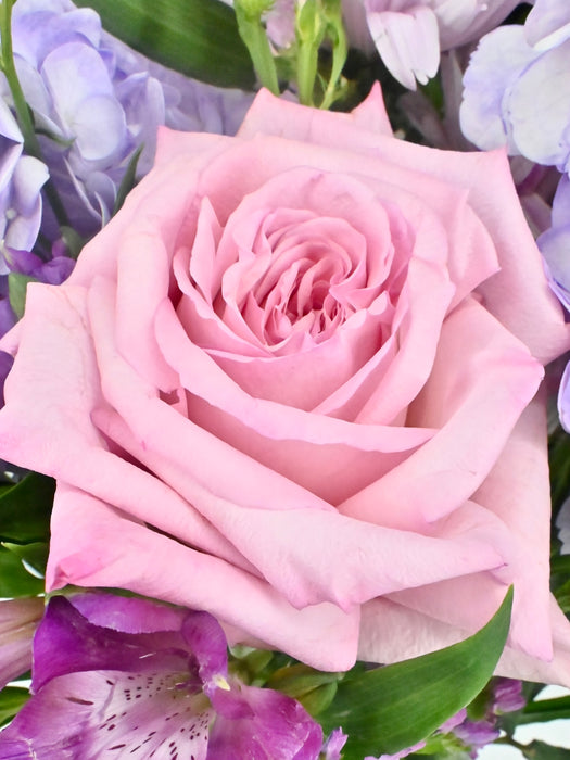 Shades of Pink and Purple Beauty