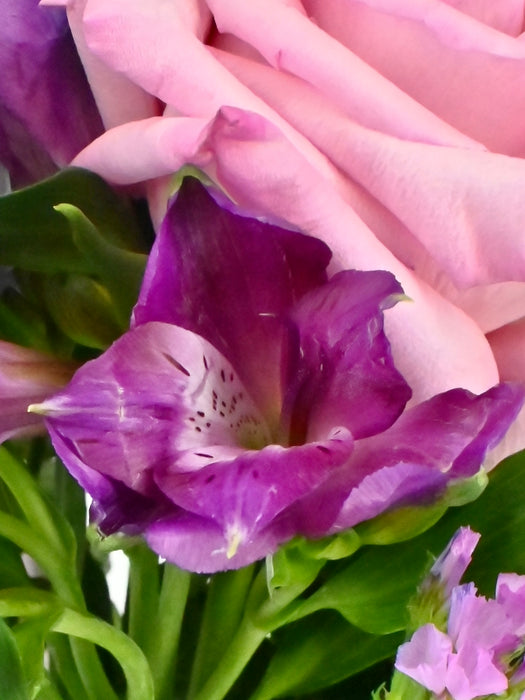 Shades of Pink and Purple Beauty