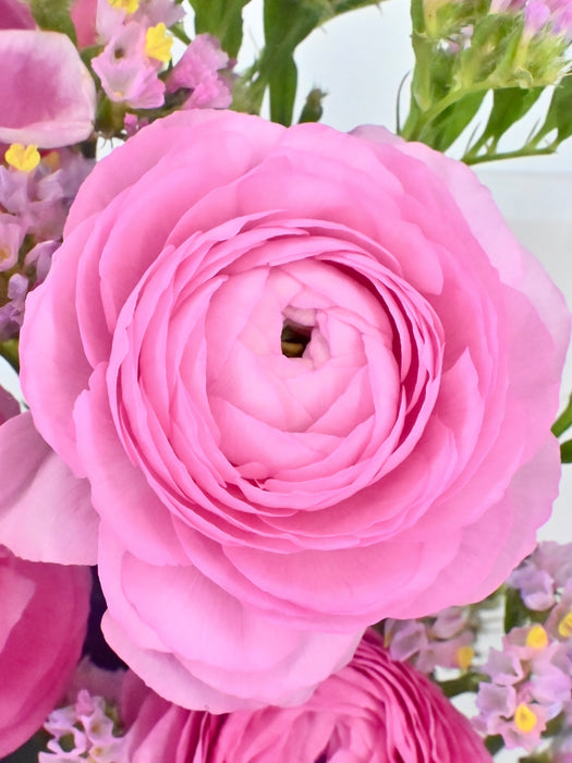 Asiaticus Elegance Money Gift