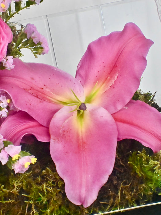 Asiaticus Elegance Money Gift