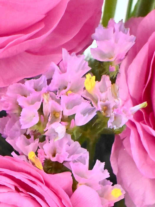 Asiaticus Elegance Money Gift