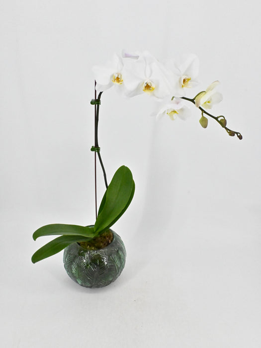 Phalaenopsis