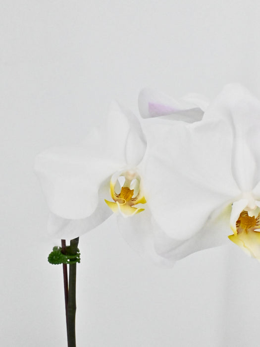 Phalaenopsis