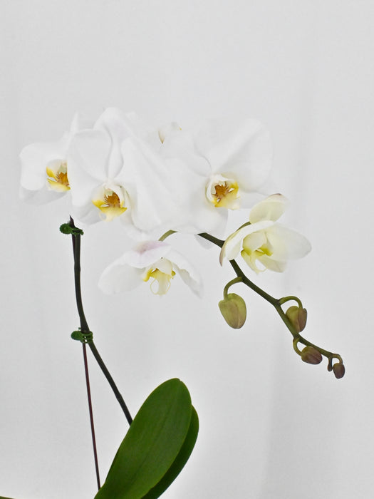 Phalaenopsis