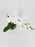 Phalaenopsis