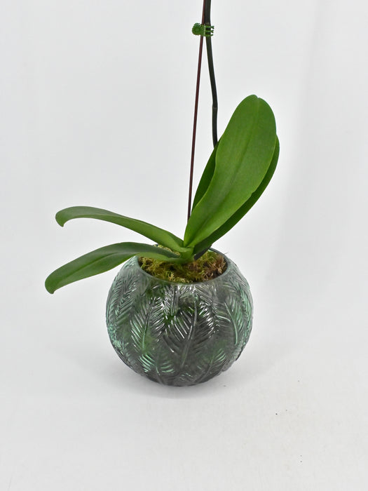 Phalaenopsis