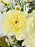 Polimnia Garden with Chocolates