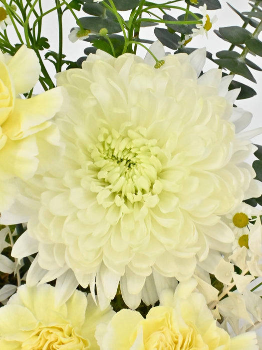 Polimnia Garden with Chocolates
