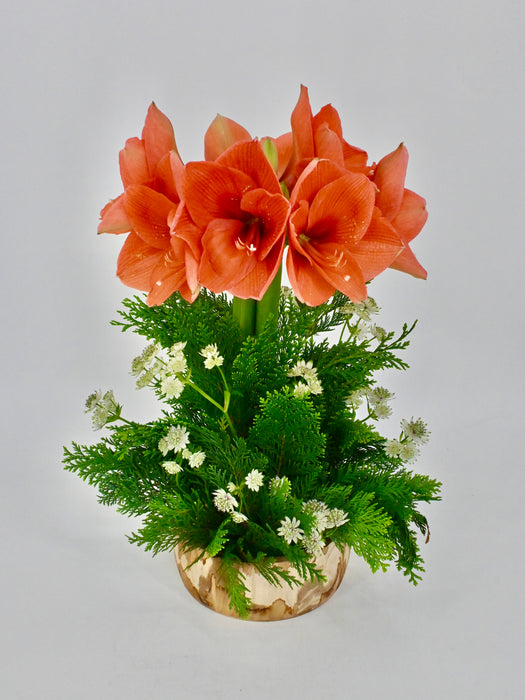 Naranja Garden