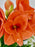 Naranja Garden