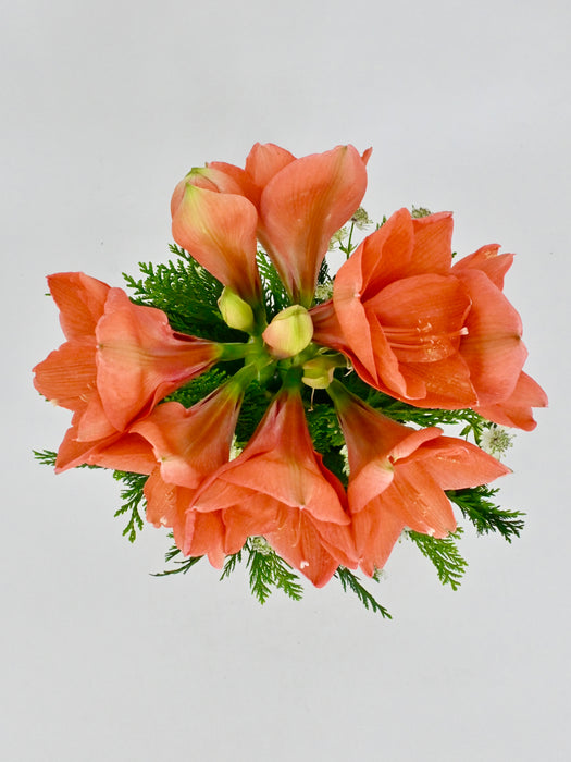 Naranja Garden