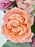 Pastel Bloom Garden