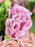 Pastel Bloom Garden