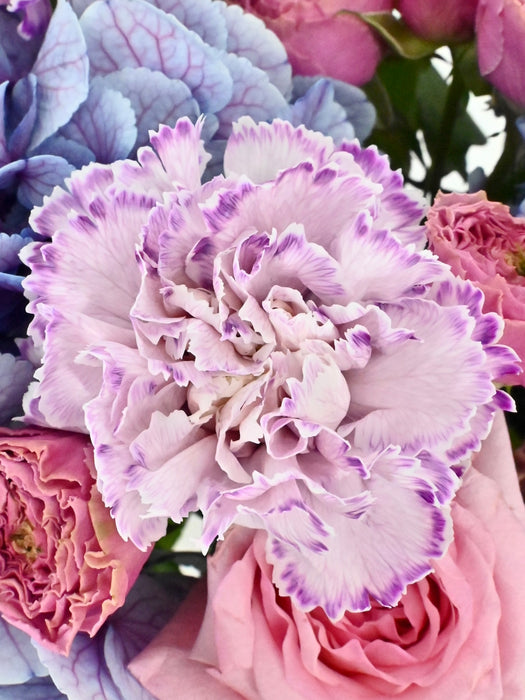 Pinks & Purples