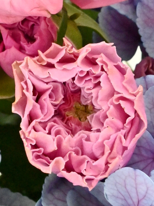 Pinks & Purples