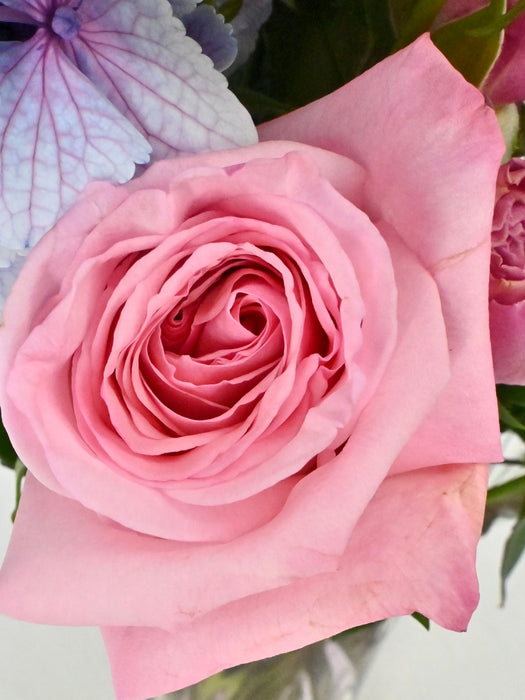 Pinks & Purples