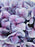 Pinks & Purples