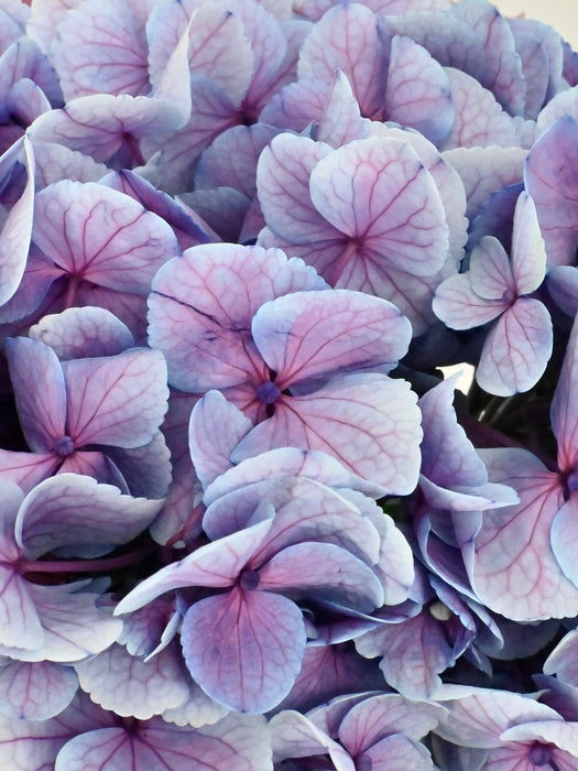 Pinks & Purples
