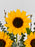 Sunflower money arrangement
