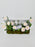 Ranunculus El Rose Money Arrangement