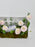 Ranunculus El Rose Money Arrangement