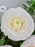 Ranunculus El Rose Money Arrangement