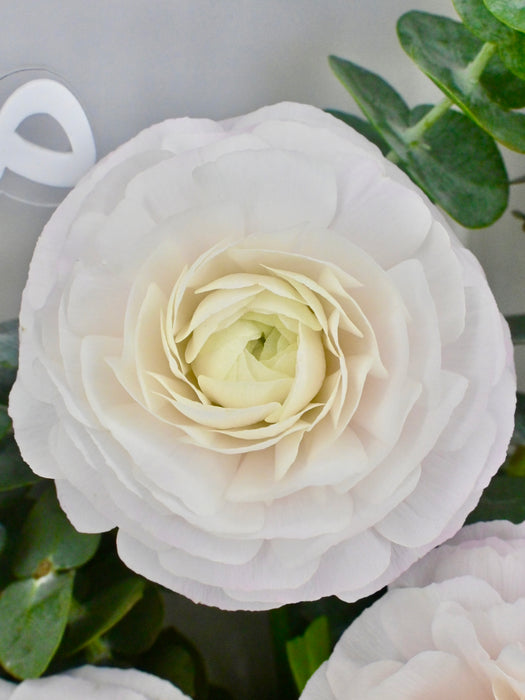 Ranunculus El Rose Money Arrangement
