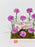 Mine Money Garden