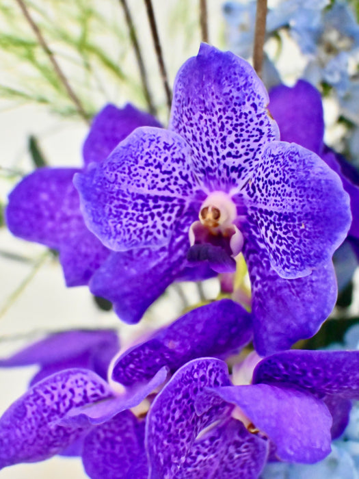 Vanda Money Garden