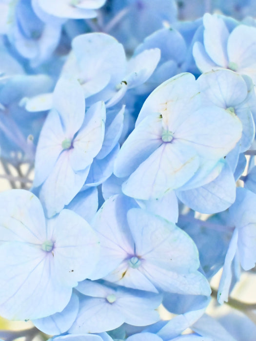 Vanda Money Garden