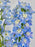 Delphy Blue Money Arrangement