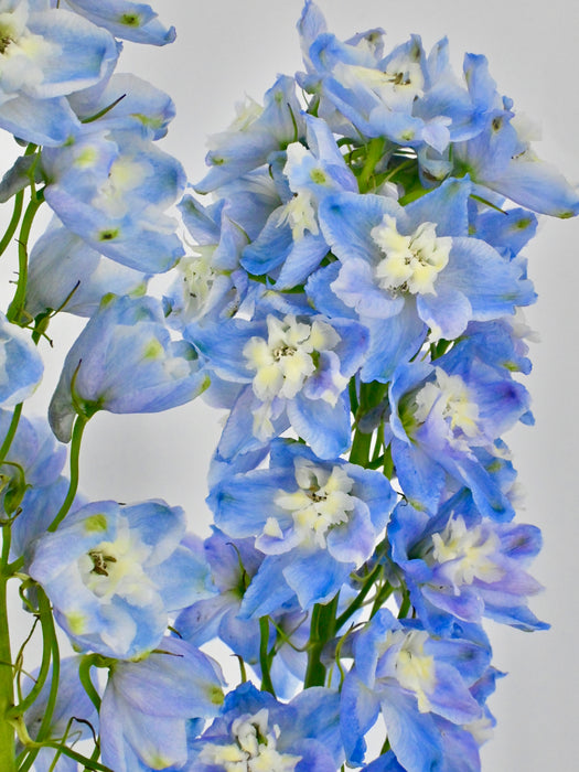 Delphy Blue Money Arrangement