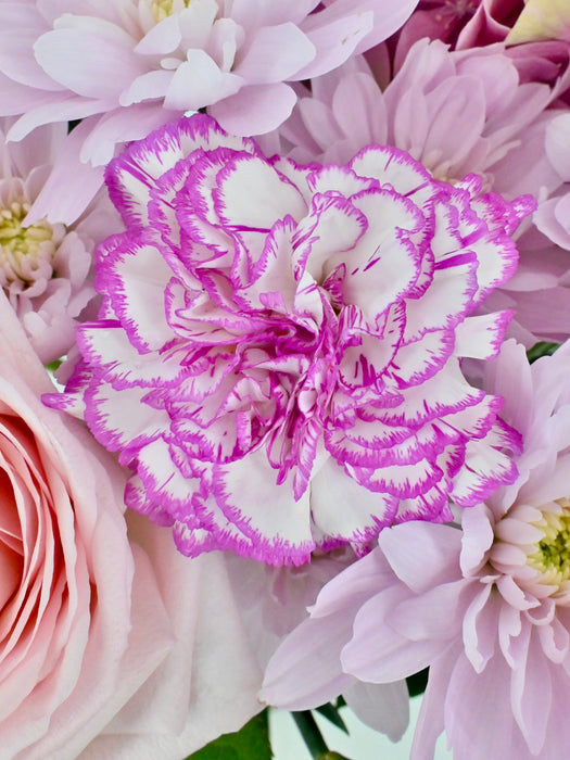 Calming Pink