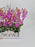 Orchids
