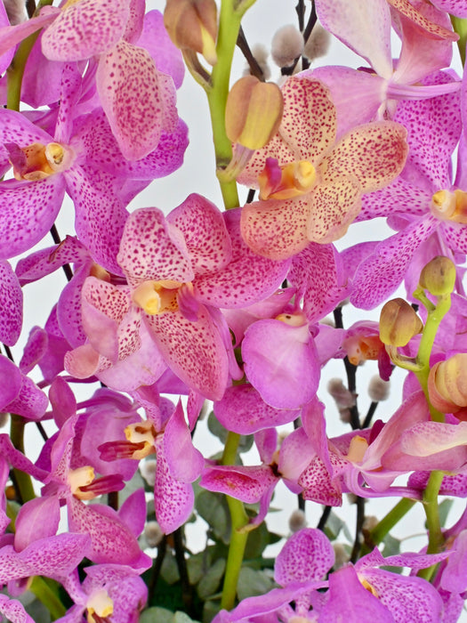 Orchids
