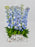 Delphinium Money Arrangement