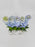 Delphinium Money Arrangement
