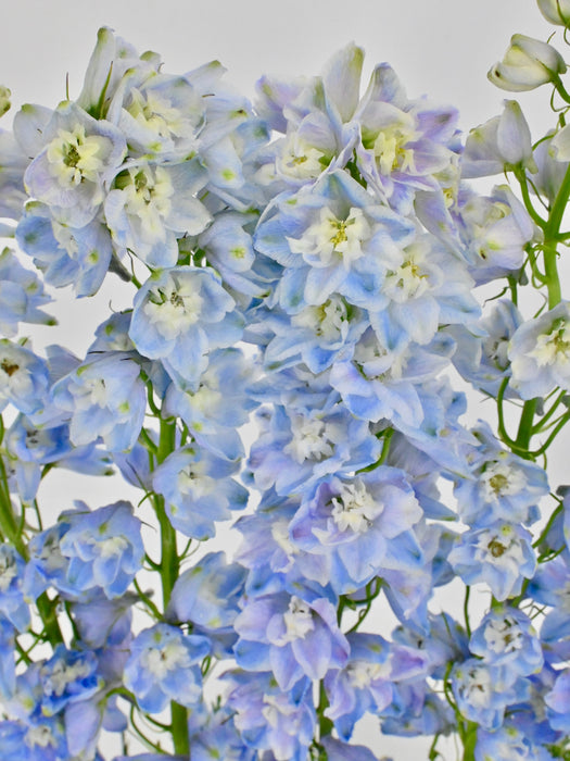Delphinium Money Arrangement