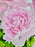 Blooming Sara