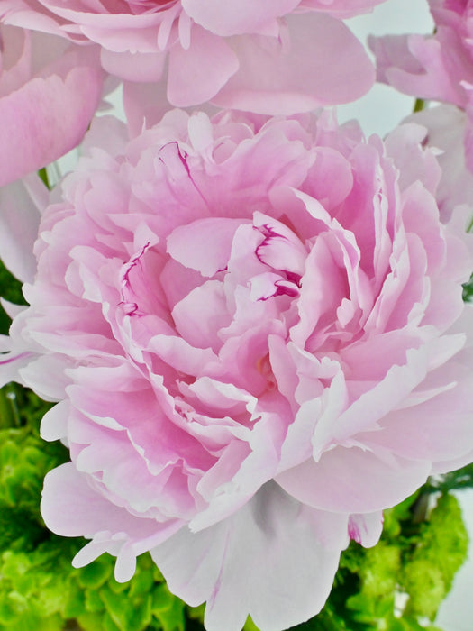 Blooming Sara