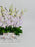 Dendrobium