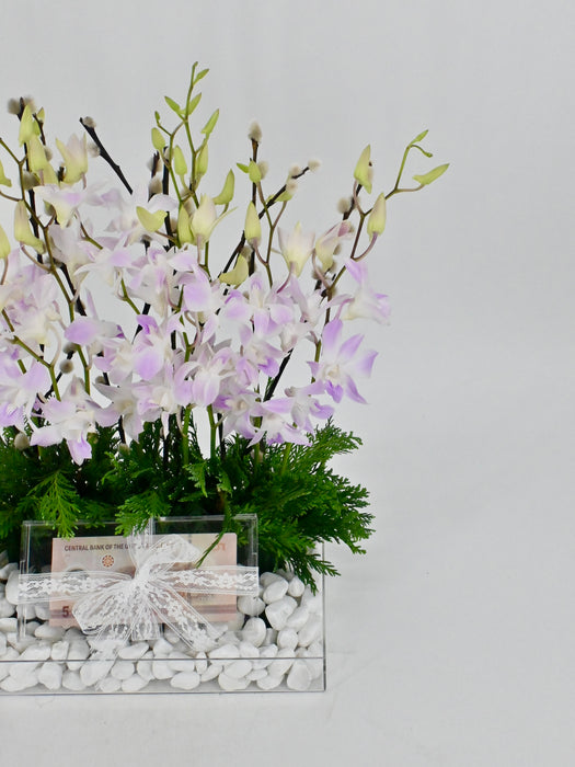 Dendrobium