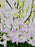 Dendrobium
