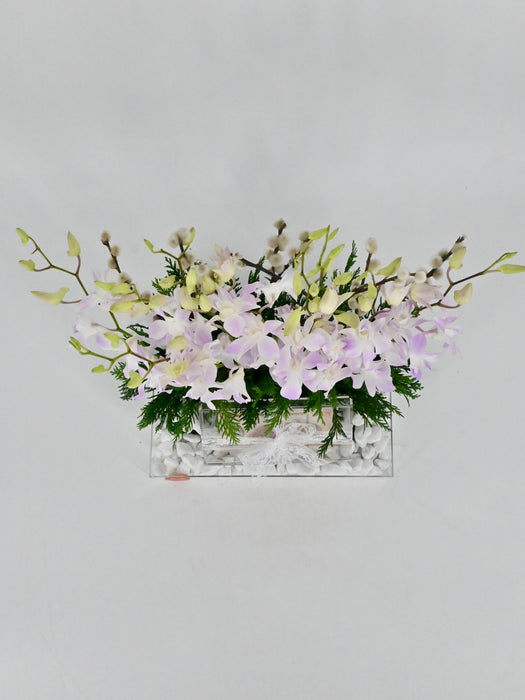 Dendrobium