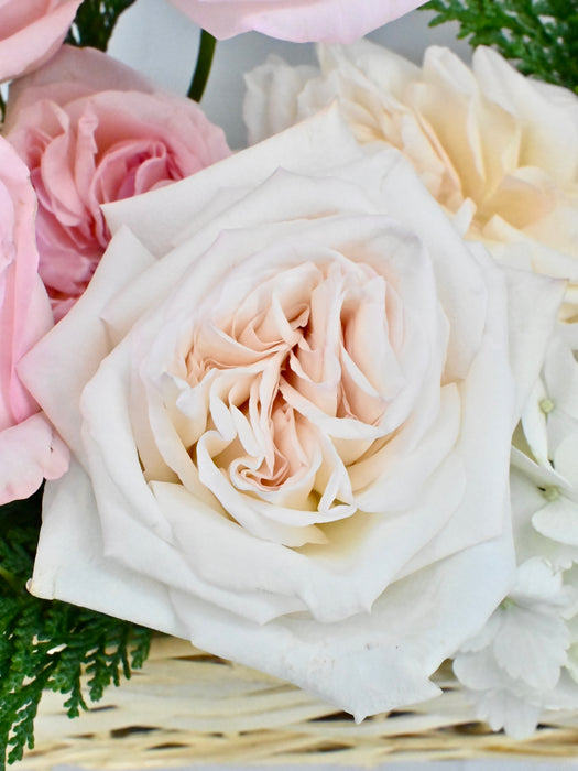 Pinkywhite Basket Money Garden