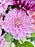 Rossano Faith Flower Bloom