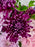 Rossano Faith Flower Bloom