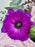 Rossano Faith Flower Bloom