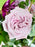 Rossano Faith Flower Bloom