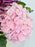 Rossano Faith Flower Bloom